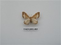 藏品(尺蛾626)的圖片